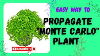 How to Propagate Micranthemum quotMonte Carloquot Plantdry start method montecarlocarpet planteasy way [upl. by Anuska]