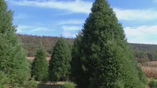 White House finds perfect Christmas tree in Newland North Carolina [upl. by Robbi]