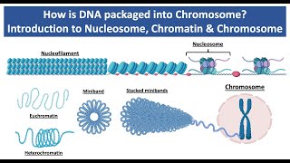 How is DNA Packaged into Chromosome  Introduction to Nucleosome Chromatin amp Chromosome [upl. by Yllib]