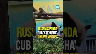 Russias First Giant Panda Cub Katyusha Delights People  Watch [upl. by Hepsoj301]