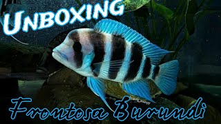 Unboxing Cichlid Frontosa Burundi [upl. by Pesvoh]