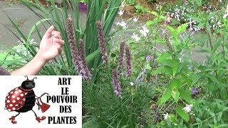 chaine de Jardinage Liatris spicata Comment faire la Taille et entretien Plantes vivaces [upl. by Lehsar]