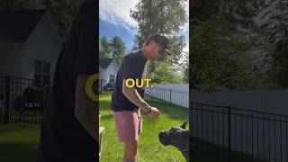 How to teach your dog the “OUT” command [upl. by Ahsac]