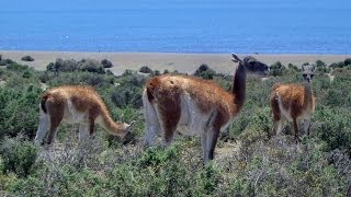 Guanaco Caleta Valdés Peninsula Valdes Chubut Province Argentina South America [upl. by Yesnnyl]