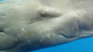 Eye to Eye with a Sperm Whale [upl. by Joellyn437]