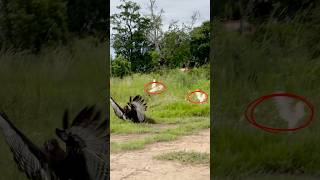 Hunting skills of change able hawk eagle foryou eagle amazing nature hunting food birds [upl. by Ivan]