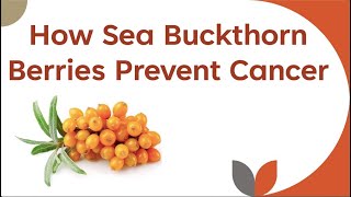 How Sea Buckthorn Berries Prevent Cancer [upl. by Siri941]