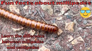 Fun facts about millipedes  See this one up close [upl. by Ugo]