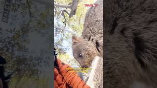 Marsupial bernama Quokka di Rottnest island Australia barat travelogy audimelsom [upl. by Daisie]