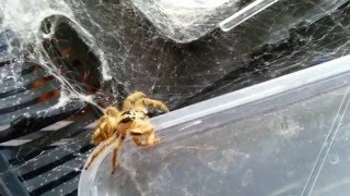 Pet Jumping Spider  Fluff catches her dinner [upl. by Alletse]