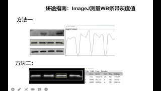 研途指南：ImageJ 测量western blot（WB）条带灰度值方法1 [upl. by Ardnasxela598]