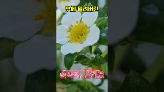 맛에 밀려 빛바랜 순백의 꽃딸기 모습을드러낸오늘의주인공 tv동물농장 sbsstory 란쟁이tv 딸기꽃 [upl. by Yelac]