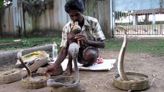 Snake charmer in Kochi India [upl. by Debby]