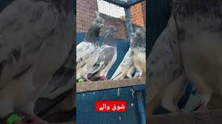 Kabootar bazi in sialkot  sialkoti pigeon lover [upl. by Hebe]