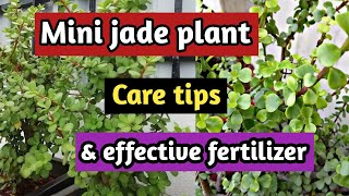 How to grow and care portulacaria aframini jadeelephant bush plant care tips [upl. by Kerwon]