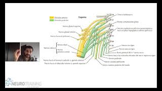 PLEXO LUMBOSACRO ANATOMIA FACIL [upl. by Erodaeht]