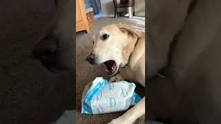 Dog Doesnt Want Help Opening Package [upl. by Norabal100]