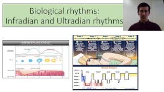 Biopsychology infradian and ultradian rhythms [upl. by Elexa]