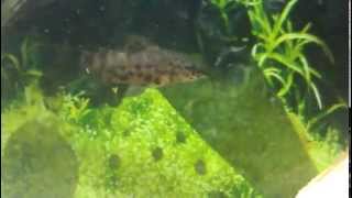 My Spotted Hoplo Catfish [upl. by Garlanda956]