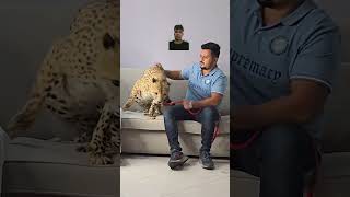 Beautiful Cheetah in The House Nouman Hassan lion tiger tigerportrait youtubeshorts subscribe [upl. by Aicertal]