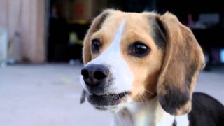 Cute Beagle Puppy Barking Pocket TriColored Miniature Beagles Funny Video Picture [upl. by Pegg]