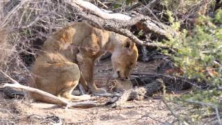 Ross Breakaway Lioness amp Newborn Cub [upl. by Nirre]