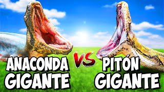 Anaconda Gigante VS Pitón Gigante [upl. by Theta]