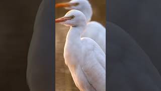 Egretsbirds birdspotting birdwatch birdsworld [upl. by Hgieliak]