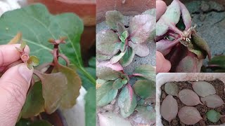 How to grow Kalanchoe plantHow to Care and Propagate plantsUrduHindi Flowering plants [upl. by Cass643]