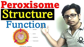 Peroxisome structure and function [upl. by Imer]