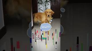 The Obstacle Challenge Cat vs Dog shorts animals pets cat dog [upl. by Car99]