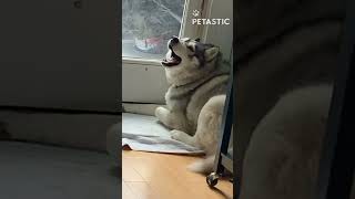 Husky Has a MELTDOWN at the Door You Wont Believe This Hilarious Tantrum [upl. by Cinamod960]