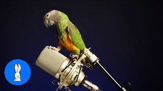 Funny BIRDS amp PARROTS Talking and Singing [upl. by Maisie659]