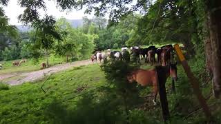 Cades Cove Horses [upl. by Analed]