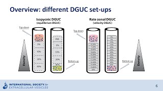 Density gradient ultracentrifugation to isolate extracellular vesicles [upl. by Chung]