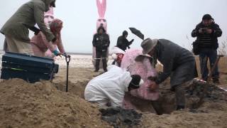 Sensacja archeologiczna na świnoujskiej plaży odkopano kolosy na plaży [upl. by Tonnie]