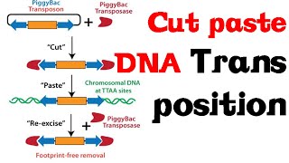 Cut and paste DNA transposition [upl. by Kamila]