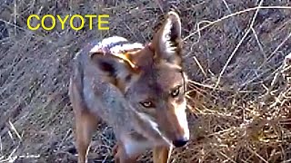 Coyote on trail cam San Diego California 332 [upl. by Hannahc]