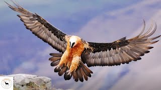 Bearded Vulture  Staggering Eighty Percent Of Its Diet From Bones [upl. by Balf]