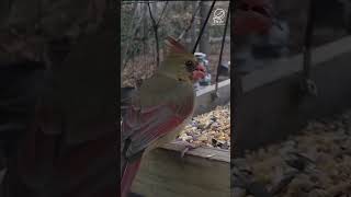 Female Northern Cardinal [upl. by Ide]