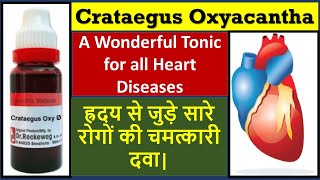 Crataegus oxyacantha homeopathic medicine  crataegus mother tincture  heart homeopathic medicine [upl. by Gere]