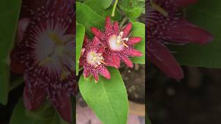 Deva shree ganeshamy gardens flower garden shortvideo youtubeshorts subscribe [upl. by Tnomed150]