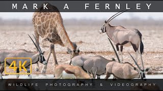 Waterholes of Namibia 4K  Mark A Fernley [upl. by Sreip933]