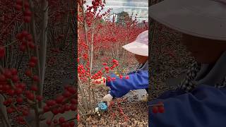 Harvesting winterberry process farming [upl. by Atalee830]