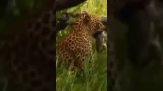 Leopard catching baby monkey wildlife feed foryou [upl. by Anaihk]