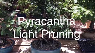 Bonsai  Pyracantha Bonsai tree Firethorn pruning July 9 2019 [upl. by Odicalp]