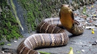 I Found a Gold King Cobra [upl. by Terces323]