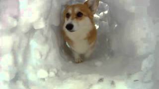 Corgi Snow Tunnel [upl. by Isador]