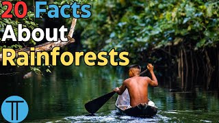 20 Incredible Facts About Rainforests  Facts No Less [upl. by Altaf309]