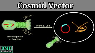 Cosmid Vector  Cosmid As Cloning Vector [upl. by Carin]